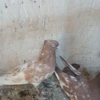 بهبهانی وشهری|پرنده|شیراز, شهرک کوشکک|دیوار