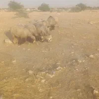 25 راس میش آبستن|حیوانات مزرعه|شیراز, تل حسین‌آباد|دیوار
