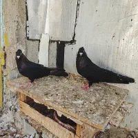 جفت صرب|پرنده|سیراف, |دیوار