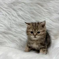 بیریتش گلد لانگ هیر|گربه|کرمانشاه, |دیوار