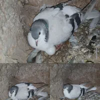 کبوتر|پرنده|جغتای, |دیوار