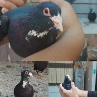 چهارتا سیاه پلنگ جونگ