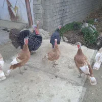 بوقلمون محلی