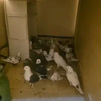 کبوتر|پرنده|تهران, قیطریه|دیوار