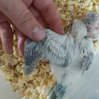 جوجه سرلاکی راهب کراس اور و ابی|پرنده|اندیشه, اندیشه فاز ۲|دیوار