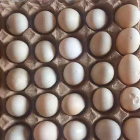 تخم اردک تازه