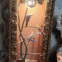 بوفه یاقفس
