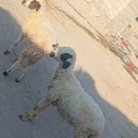 بره ماده