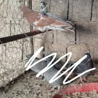 معاوضه|پرنده|بندر گناوه, |دیوار