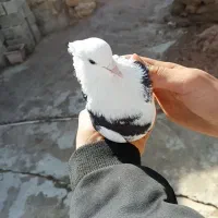 نیم طوق ماده