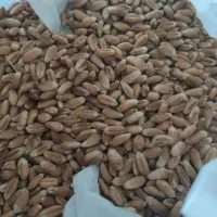 انواع بذر گندم موجود هست|گل و گیاه طبیعی|آق قلا, |دیوار