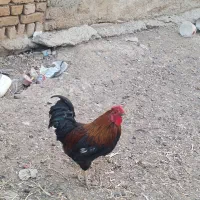 خروس جوان