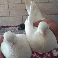 کفتر|پرنده|بندر ماهشهر, |دیوار