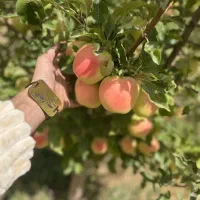 ارائه نهال سیب رندرز شیرین و پربار