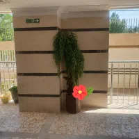 درختچه بید مجنون سالم