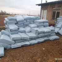 ذرت علوفه درجه یک