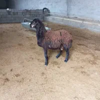 بره قورچی قره قزل داشتی|حیوانات مزرعه|خانمیرزا, |دیوار