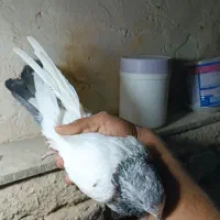 شیش عدد کفتر پرشی و پلاکی