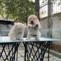 چاوچاو چمپیون|سگ|تهران, زعفرانیه|دیوار