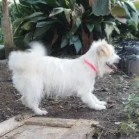 پاکوتاه سفید