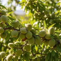 مرکز خرید نهال‌های باکیفیت و اصلاح‌شده|خدمات باغبانی و درختکاری|پارس‌آباد, |دیوار