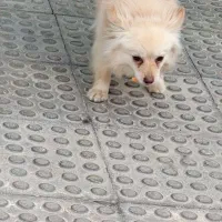 پامر روباهی