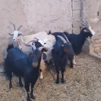 بز جوان ودرشت|حیوانات مزرعه|تهران, افسریه جنوبی|دیوار