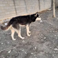 سگ هاسگی|سگ|اردبیل, |دیوار