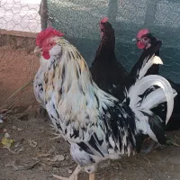 فروش یک عدد خروس