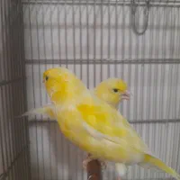 قناری طلایی نر و ماده