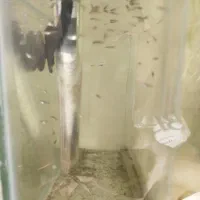 بچه ماهی گوپی