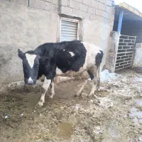 فروش گاو شیری همراه گوساله