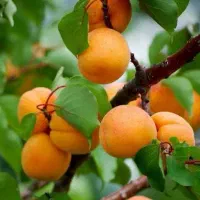 پیشفروش نهال زردآلو پرتقالی لیبل دار|خدمات باغبانی و درختکاری|آسارا, |دیوار