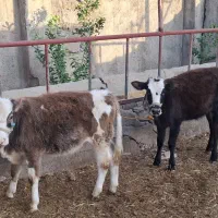 دو راس گوساله ماده سیمینتال