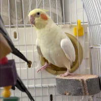 عروس هلندی مولد و دو عدد جوجه 8 روزه