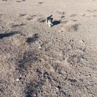 پاپی اتوبوسی 5000000میلیون|سگ|تربت‌حیدریه, پائین ولایت|دیوار