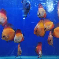 دیسکس|ماهی|اراک, |دیوار