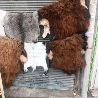 پوست گوسفندی