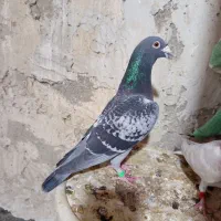 کفتر کبوتر پلاکی نر هوای