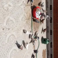 کبوتر پرشی تضمینی