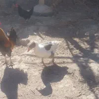 غاز محلی|حیوانات مزرعه|شراء, |دیوار