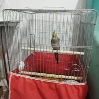 جوجه عروس هلندی|پرنده|آمل, |دیوار