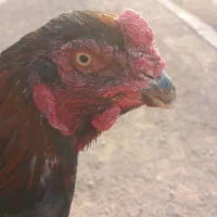 خروس لاری ومرغ لاری نسل دار