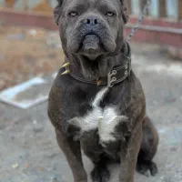 سگ کن کورسو اصیل ماده ۱۰ ماهه گارد کنکورسو کن کرسو|سگ|چهاردانگه (تهران), |دیوار