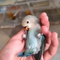 کوتوله سرلاکی کم مونده دونخور بشه