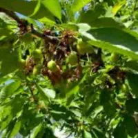 فروش باغ هزار متری ثمره ایی در حسین اباد