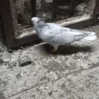 هفرنگ  دمسفید