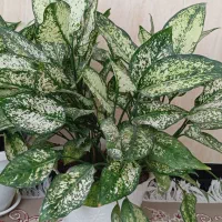 گل های طبیعی ـ مناسب دکور و هدیه|گل و گیاه طبیعی|ربط, |دیوار