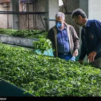 فروش-کارخانه-چای-در-املش