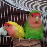 مرغ عشق  کوتوله  فنچ و مرغ عشق انگلیسی
